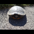 Eine Schildkröte hat sich auf den Radweg verirrt